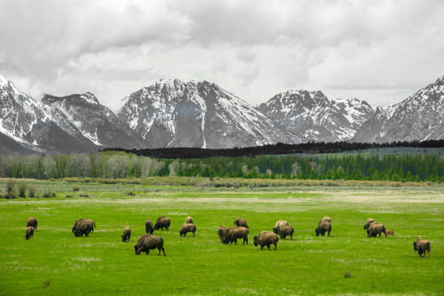 Krajina kolem Yellowstone